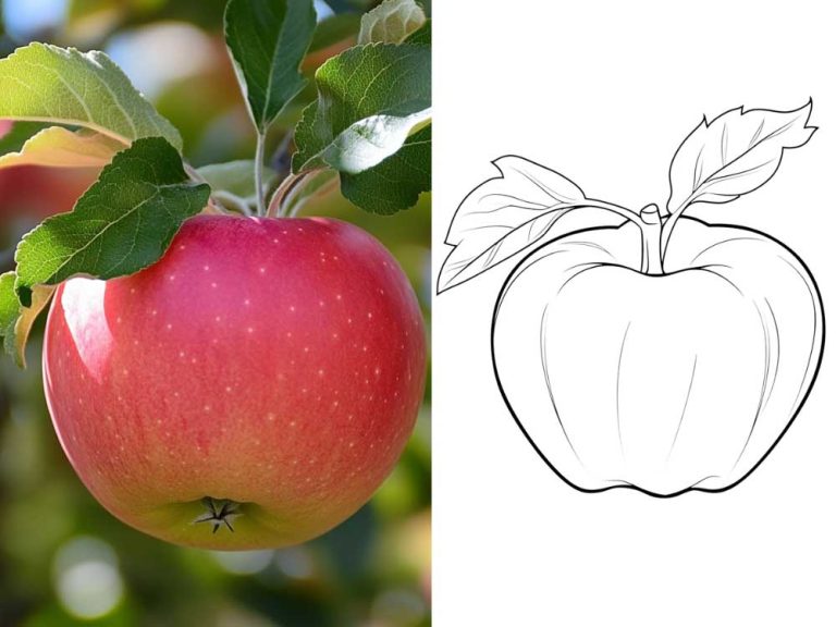 Apple Coloring Pages