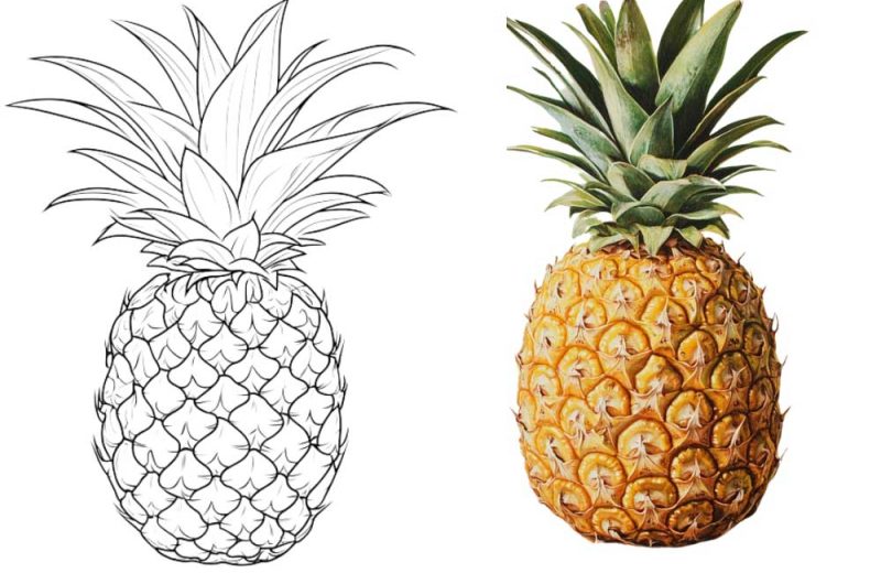 Pineapple Coloring Page