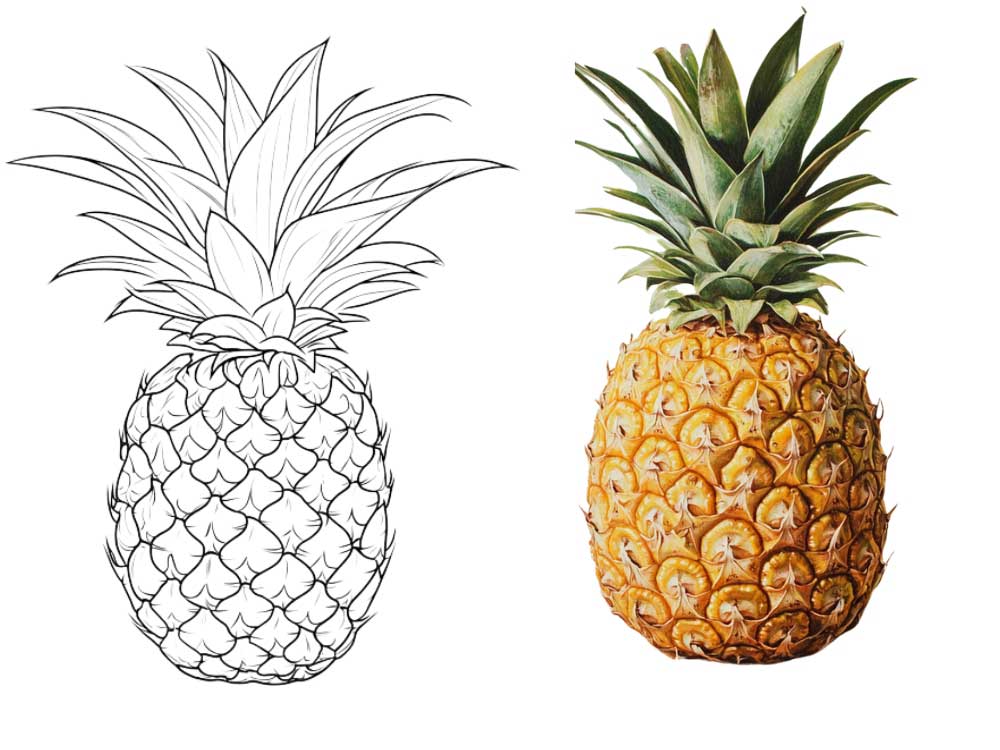 Pineapple Coloring Page